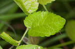 Dwarf hackberry